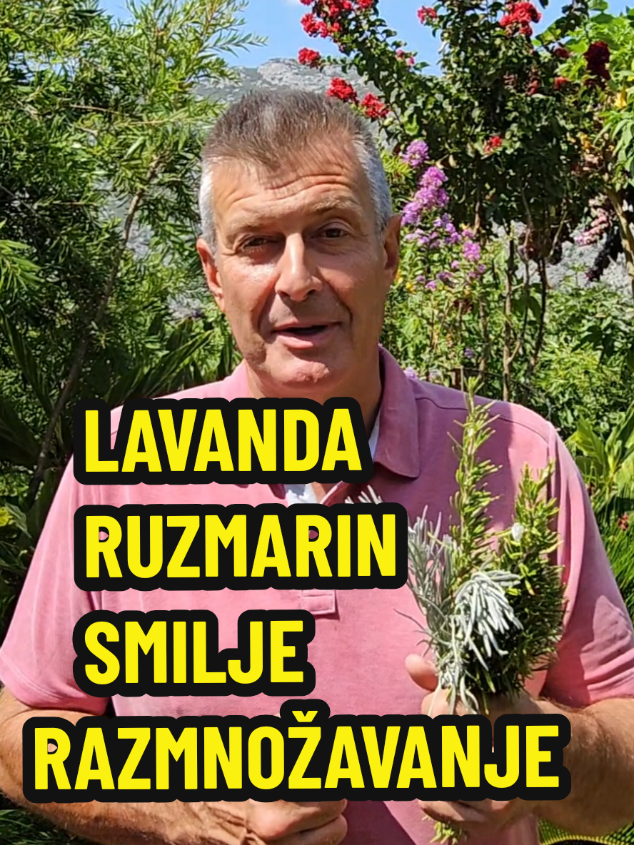 Razmnožavanje iz reznica. #lavanda #ruzmarin #razmnozavanje #biljke #plantagenije 