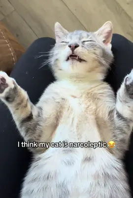 #catsoftiktok #kitten #kitty #cat #animals 