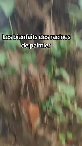 Utiliser les racines de palmier et venez témoigner #cotedivoire🇨🇮 #belgique #france🇫🇷 #Remèdes #senegalaise_tik_tok 