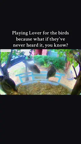 #taylorswift #lover #forthebirds 