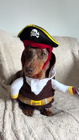 Captain Lovelock 🏴‍☠️😂 P.S. Why couldn’t the pirate learn the alphabet? Because he kept getting lost at C! 😏