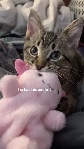 True love 