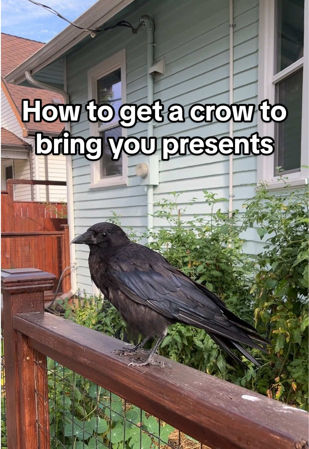 Check my pinned videos and playlist for more crow friendship tips! #crowtok #animaltok #birdtok #laufey #pnwlife 