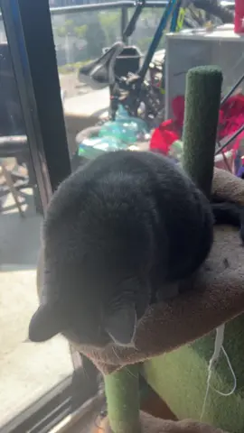 #catsoftiktok #kitty 