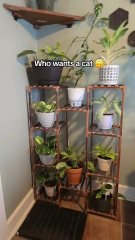 She's torturing my plants one poop at a time 😐#plants #fyp #catsoftiktok 