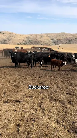 Buckaroo might not be the best cow dog but he sure is a damn good dog to have around!🤠🙌🏻 #ranching #montana #buckroo #cowboy #dogs 