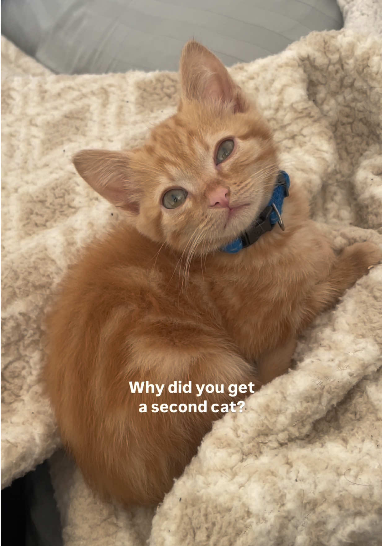 My soul cat found his soul kitty 😭 5 years after Leo’s brother passed, we fostered a litter of kittens and ended up adopting Pluto. We just knew they were meant to be 🤎🧡 #fosterkittens #adoptedrescuecat #littlekittenmeetsbigcat #catscuddling 