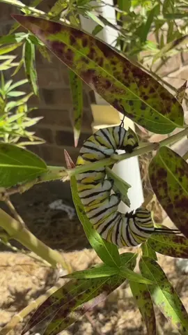 Watching the butterfly process is my favorite thing about having milkweed plants! #milkweed #monarchbutterfly #monarch #caterpillar #homeschool 