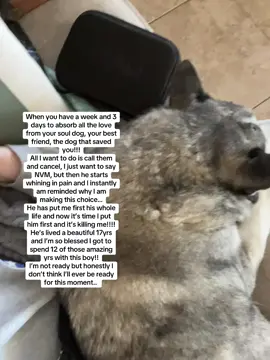 How do you handle this? Honestly? I’m kinda loosing it over here over all of this!!!! #dogsoftiktok #euthinasiarollercoster #dogeuthanasia #pain #imhurting 