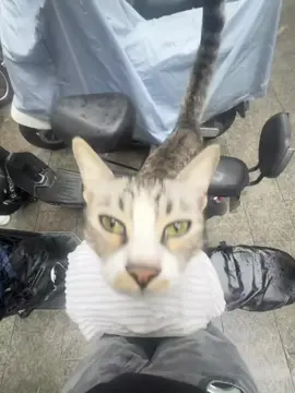 😅😅😅 #pet #cat #kitty 