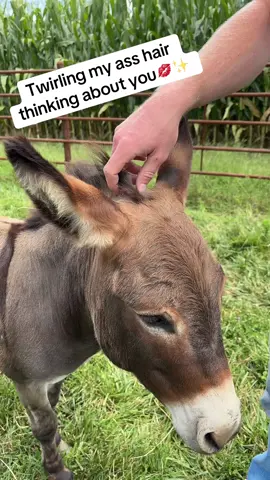 Bullet was a paid actor #jackass #minaturedonkey #farm #fyp