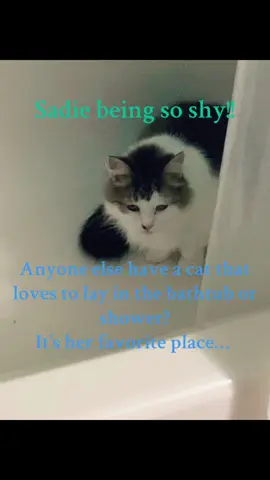 #cattok #trending #justforfun #blessed 
