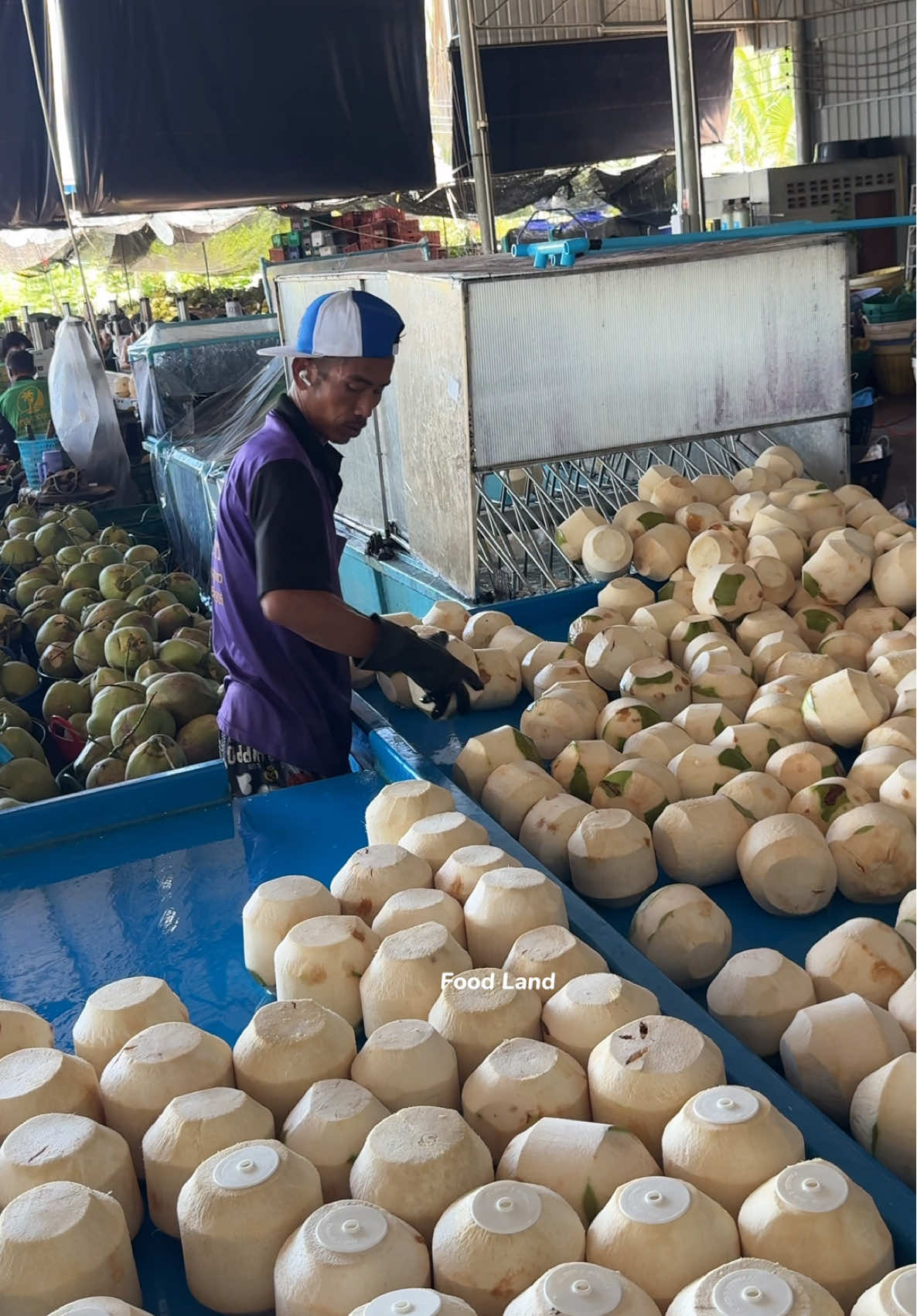 Coconut Water Processing Before Export. 🌴 . Shop name: Inter Coconut 📍 Location: Damnoen Saduak, Ratchaburi, Thailand 📲 Tel: +66 98 569 9935 #asmr #foodland #fruit 