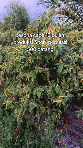 alhamdulilah😇 #capcut #masukberanda #cabe #petanisawit 