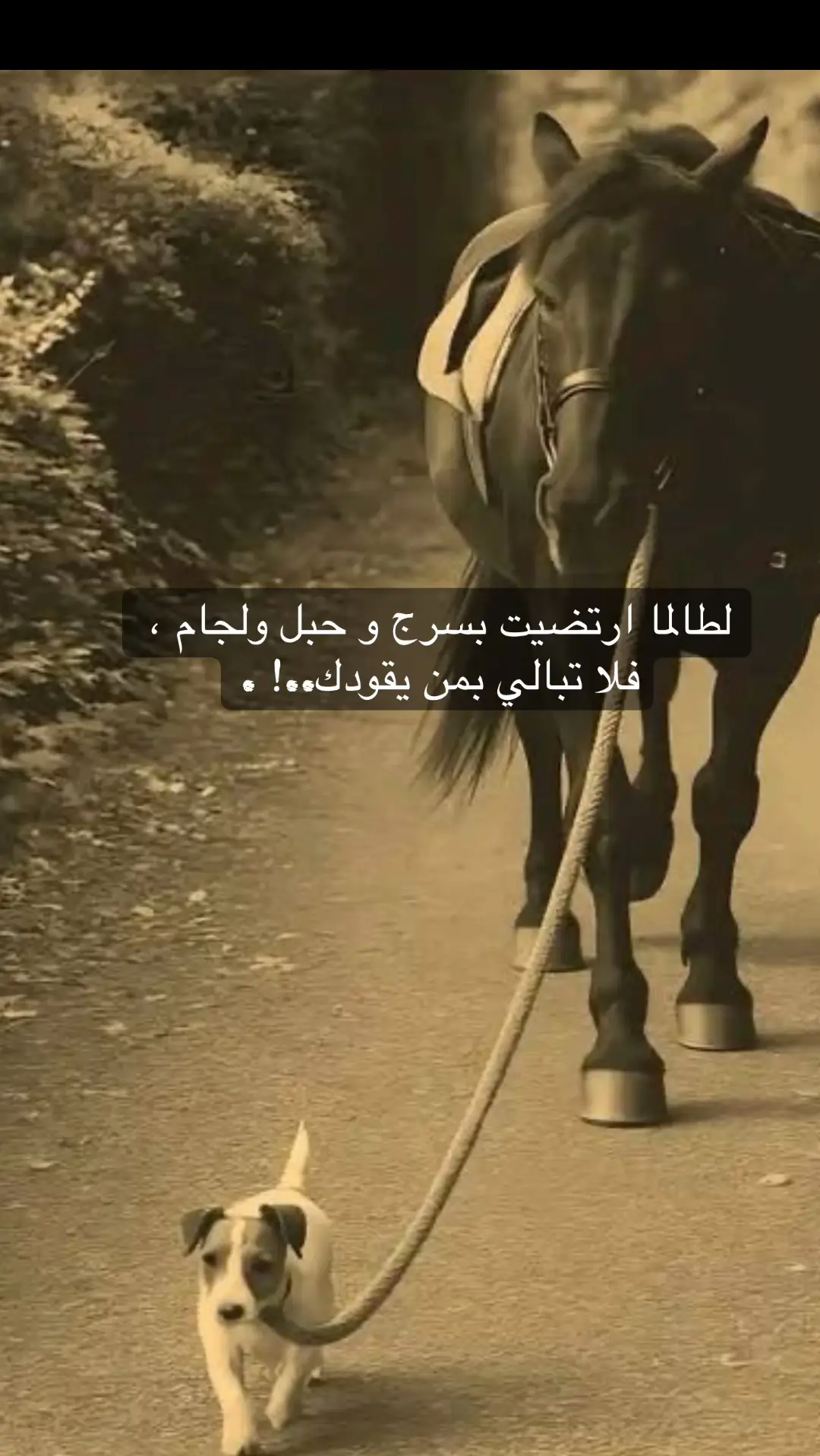 #اكسبلور #🏇 #🦮 #😔💔🥀 