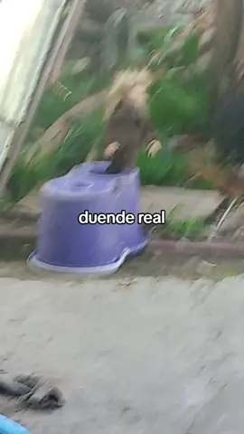 duende real encontrado #duendes #duende #duendesreales #paranormal #elementales 