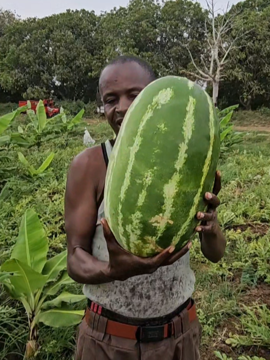 waxsoo saarka dalka...🌽🍉🍌🫑🫒🌶 #afgoye #somalia #somalitiktok #shaqo #iskaawaxuqabso 