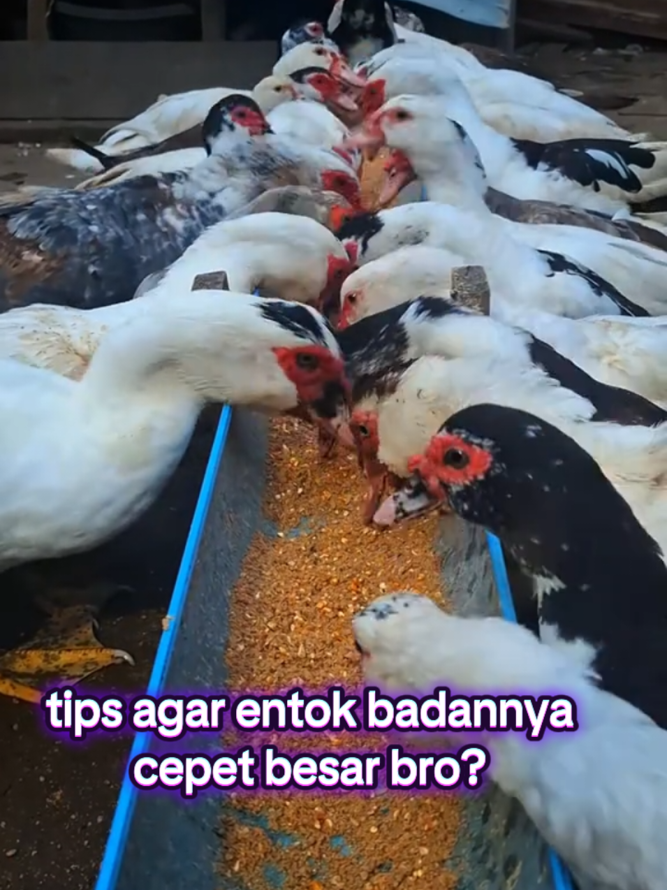 ini sedikit tips dari saya cek diatas ya 👆 #peternakentok #peternakmuda  #ideusaharumahan #entokjumbo 