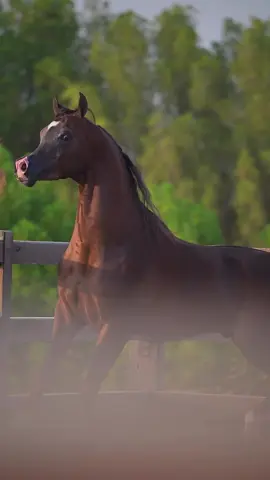 #فهد_سعد_الخيل_فتنة_خيال❤️_🐎 
