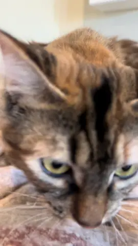 Meows #goodmeows 