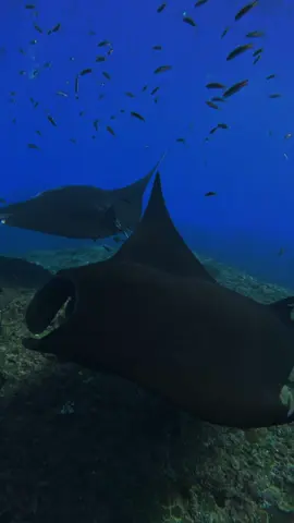 🌊 Bali Abenteuer Teil 2 🐋 Mitten beim Schnorcheln tauchen plötzlich riesige Mantas auf 😱🔥 Unvergesslicher Moment unter Wasser ✨ #Bali #mantaray  #Schnorcheln #Unterwasserwelt #Abenteuer