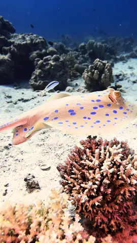 Encounter with a Blue-spotted Stingray ✨ Gracefully gliding across the coral reef, this stunning creature with its glowing blue spots is one of the most eye-catching reef inhabitants of the tropical Indo-Pacific. 🌊🐠 The Blue-spotted Stingray (Taeniura lymma) is not only breathtakingly beautiful but also plays an important role in maintaining the ecological balance of the reefs. With its elegance, it reminds us how fascinating and fragile marine life truly is. 🌍💙 📍 Found in tropical waters from the Red Sea all the way to the Pacific – a true hidden gem of the underwater world. ⸻ #BlueSpottedStingray #Stingray #MarineLife #UnderwaterWorld #ScubaDiving 