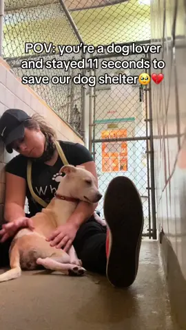 Even a like and comments help🥺🙏 #dog #dogshelter #dogtok #doglover #dogsoftiktok 