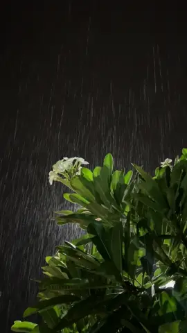ليلة من الليالي الماطرة السعيدة…🫀 #مطر#اغسطس 