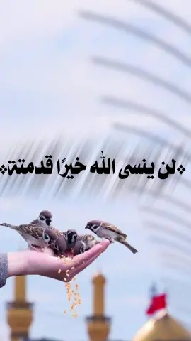 كُنعش على مبدأ: مُحسنًا وإن لم تلقى إحسانًا 💚❤🌹#الحمدلله_دائماً_وابداً💚🌧️🤲 