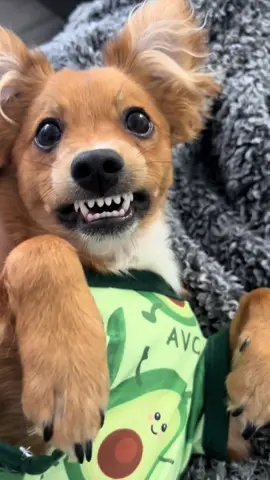 Una Sonrisa Hermosa Colgate🥰❤️ #puppy #perritos #chihuahuas #dogclothes #ropaparaperros 