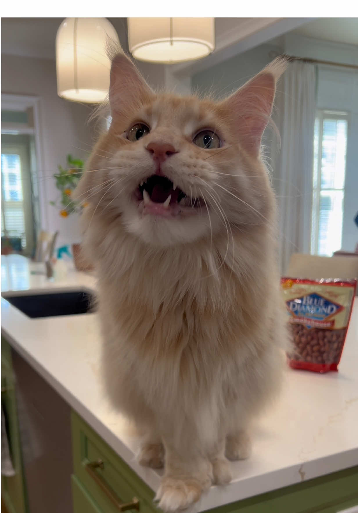 anyways, Gap has good jeans #catsoftiktok #cattok #mainecooncat #mainecoon #polydactylcat 