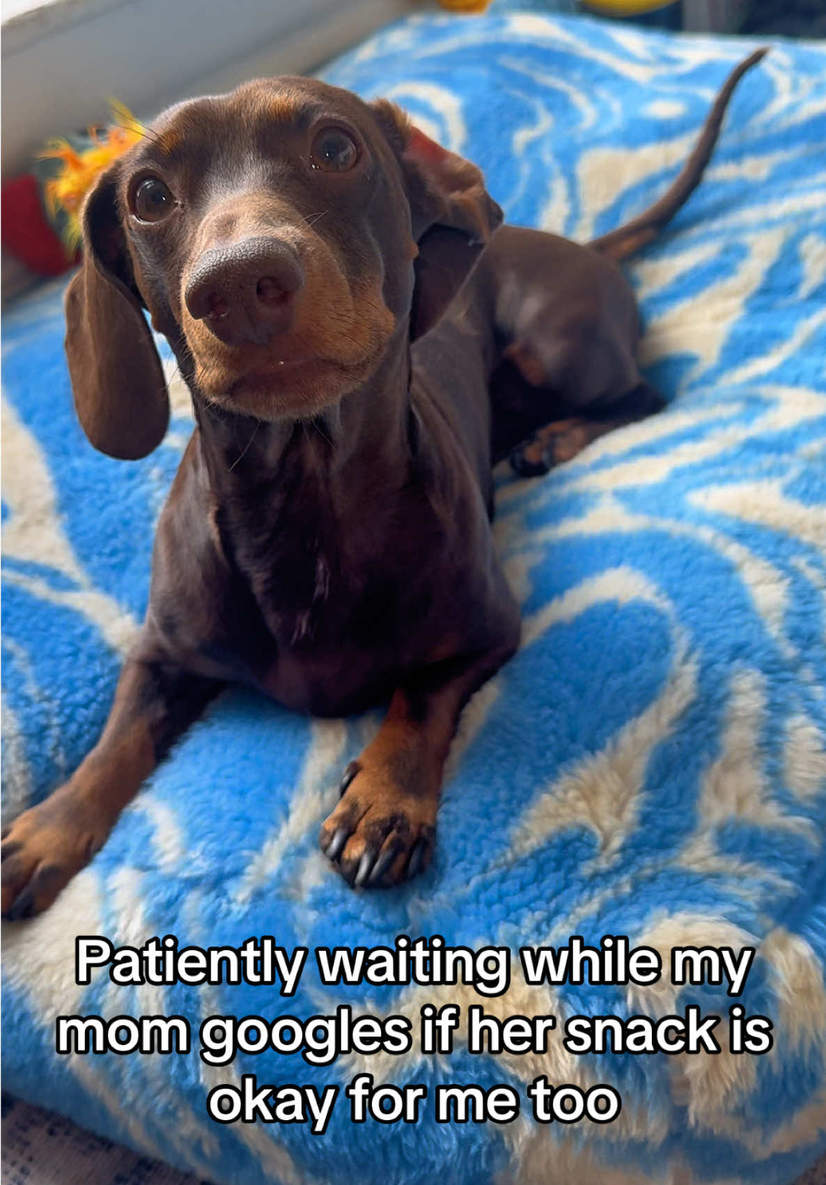 Fingers crossed google says YES #dachshund #dachshundsoftiktok #dogsoftiktok #dog #fyp 