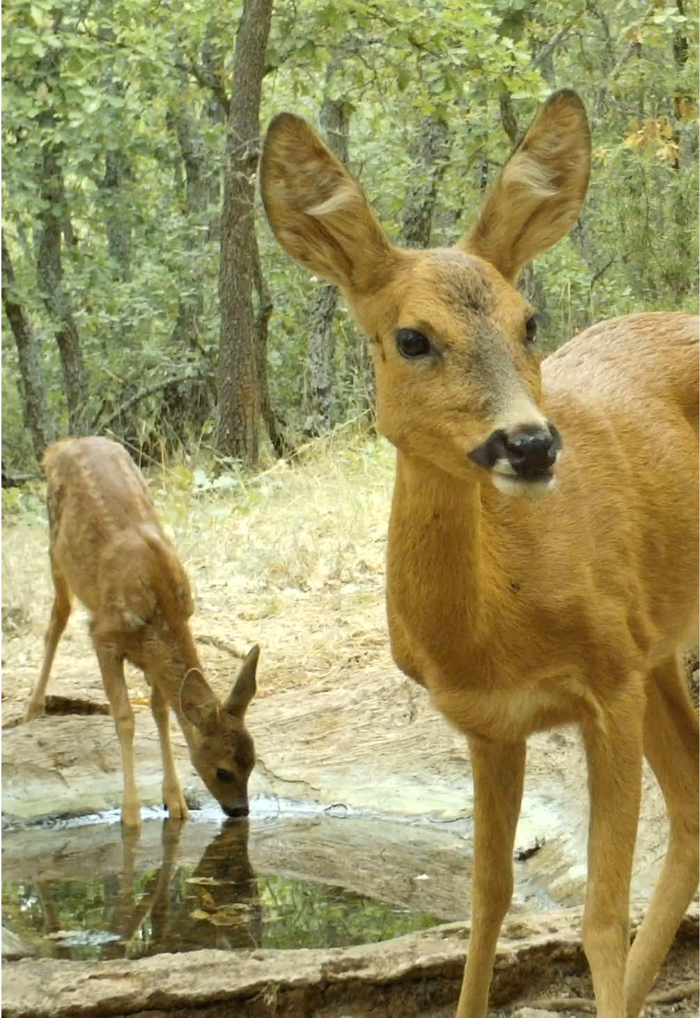 Chaque année dans le sud de la France, c’est la sécheresse, et cette année particulièrement avec la canicule très intense qu’il y’a eu. La faune sauvage déjà en souffrance à cause de la chaleur a réellement besoin d’eau à cette période. Mettre quelques litres d’eau de temps en temps en forêt est un petit geste pour nous mais tellement bénéfique pour toute la faune locale.  #wildanimals #wildtok #wildlife #nature  Vidéo tournée avec @Forestry @CamsWild sur IG 🐺🔍