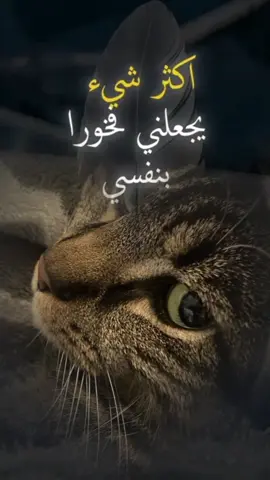 #قططتي #fypシ゚ #foryoupage #خواطر_من_القلب 