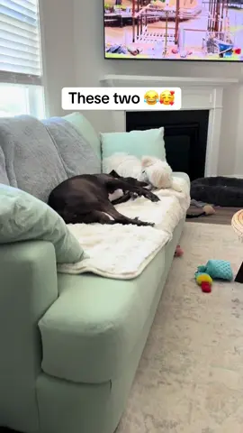 Vicious! #dogtok #puppytok #dogmom #fyp 