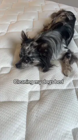 Cleaning my dog’s bed (a.k.a. my bed that they let me share) 🐾😅” #DogLife #PetParents #CleanTok #RelatableAF #furbabylifestyle 