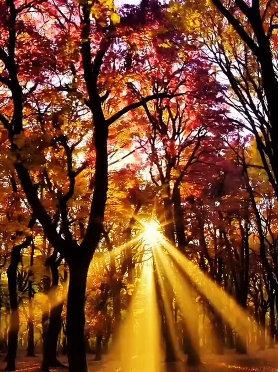 ✨️✨️ Autumn in the air✨️ Aqueça-se nessa luz. Há sempre um raio de sol que encontra você. Curta, compartilhe. ✨️🙌 #paravoce #natureza360 #flowers #sunsetviews #relaxingvideo 