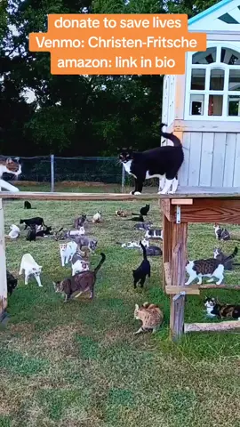 #share #catrescue #catsanctuary #fyp #foryou #foryoupage 