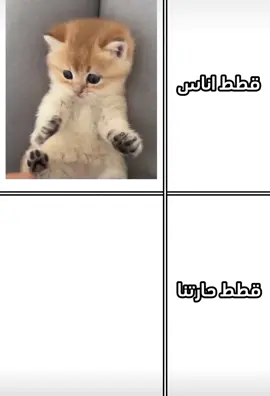 الصاوي🐈 #تصميم_فيديوهات🎶🎤🎬 #الفولو_والايگات #foryou #fyp 