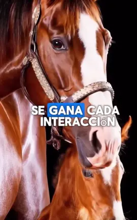 #parati #caballosbailadores #caballostiktok #caballos #caballosoficial 