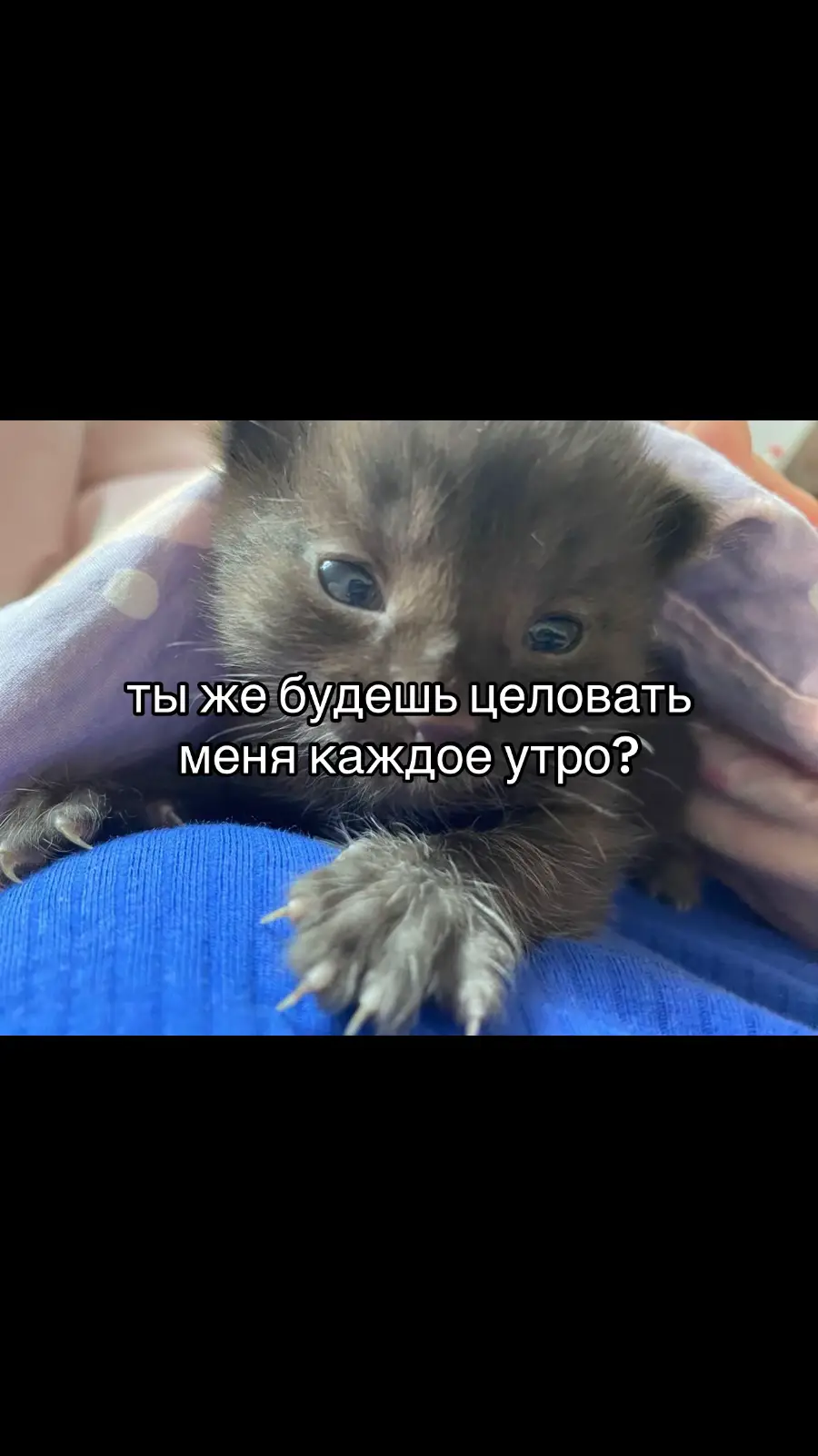 @dorks #рекомендации #fup #on #мяу?мяу?мяу???мяу??????мяу?мяу? #пубертат #котик #щитпост #браволстарс 