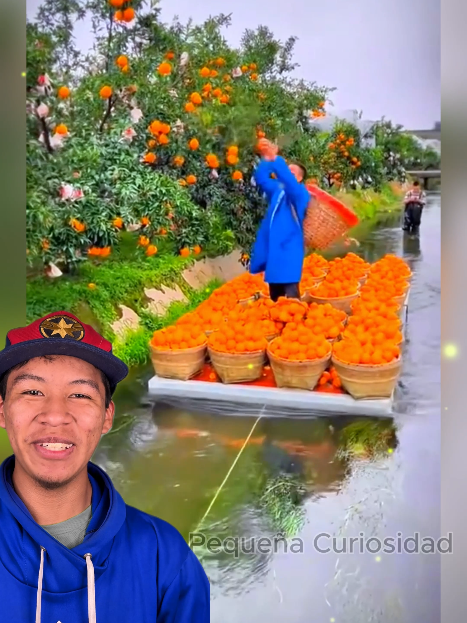 Así se cosechan miles de naranjas con agua #naranjas #frutales #agricultura #lapequeñacuriosidad