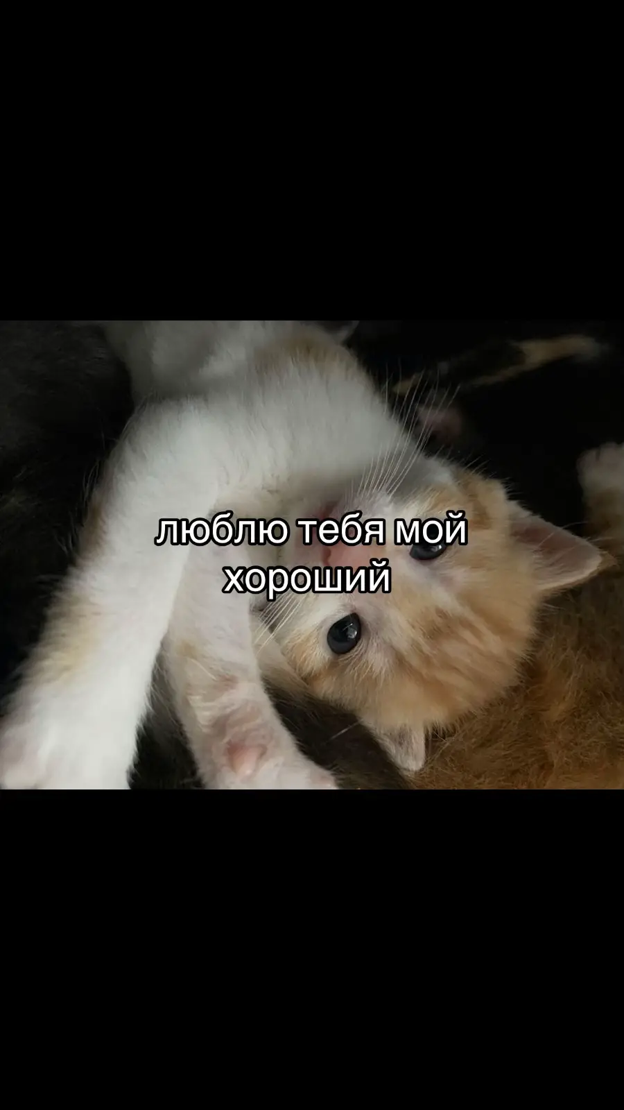 @dorks #рекомендации #fup #on #мяу?мяу?мяу???мяу??????мяу?мяу? #пубертат #котик #щитпост #браволстарс 