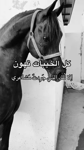 #خيل_وخياله🐎 #خيل_وخياله🐎🖤ماشاءالله_اللهم_بارك🧿♥️ #viral #fyp #اقتباسات 