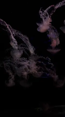 #pourtoi #meduse #fyp 