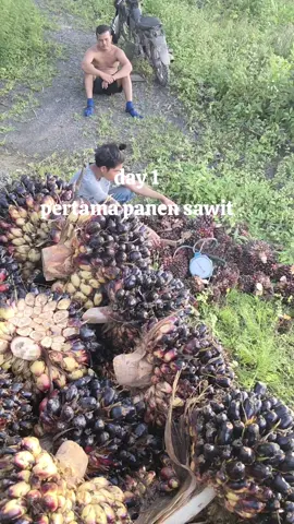 pening palak toke