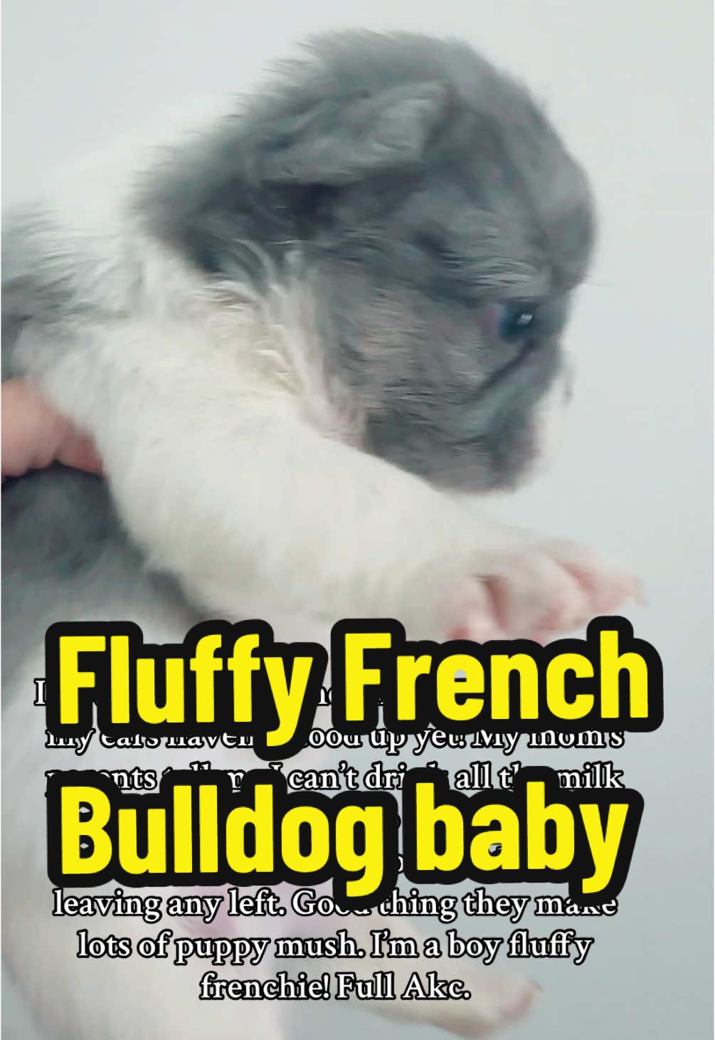 Fluffy French Bulldog #fluffy #frenchie #frenchbulldog #puppy #puppylove #Love #baby ✈️ #houston #texas