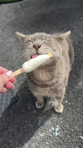 Lil sweet treat for Cosmo in the sun, loving life #cat #cats #catlover #cattok #catlovers #catsontiktok #fyp #fyppp #foryoupage❤️❤️ #foryou #4youpage #4yp #foru #ireland #irish #Cosmo #icecream #hotday #sweet #sound #treanding #tabbycat #grey #greycat #like #cute #gato #gatos #gatostiktok  #猫 #katze #кішка #europe 