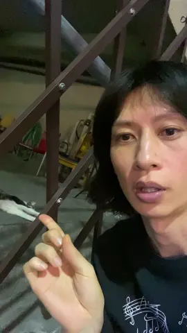 逃げない野良猫