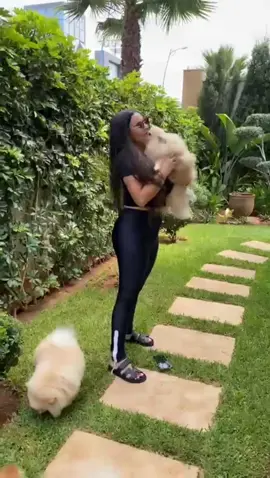 My happiness, my babies… 🤍💙🩷 #fyp #casablanca #morocco #OOTD #pomeranian 